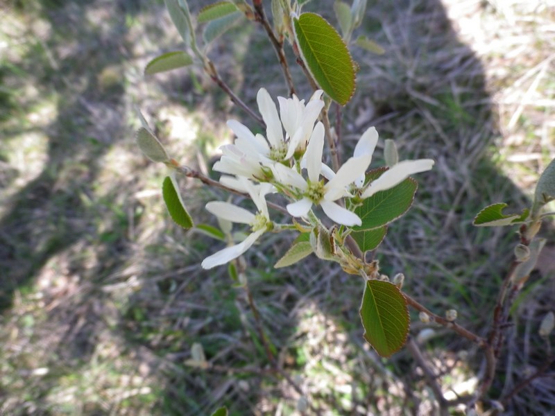 Un arbusto in fiore - Amelanchier ovalis Medik.